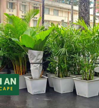 Cho thuê cây cảnh văn phòng Bàu Bàng