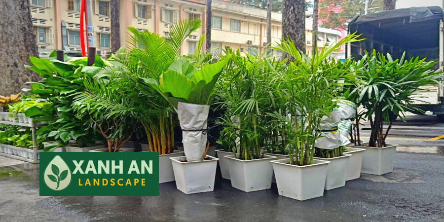 Cho thuê cây cảnh văn phòng Bàu Bàng