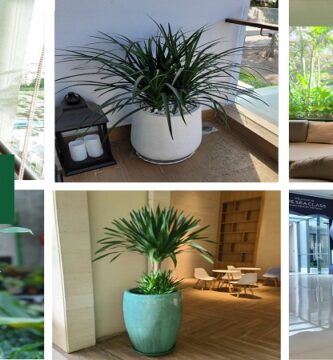 Cho thuê cây xanh nội thất Phú Giáo