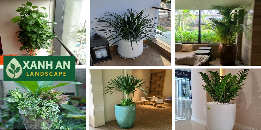 Cho thuê cây xanh nội thất Phú Giáo