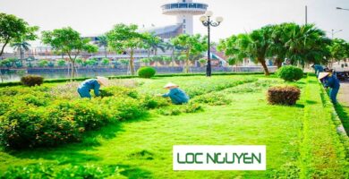 Công Ty Chăm Sóc Cây Xanh Tại Long An