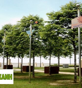 Cung Cấp Cây Xanh Quận 4 TPHCM