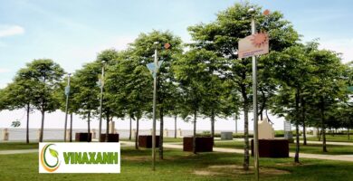 Cung Cấp Cây Xanh Quận 4 TPHCM