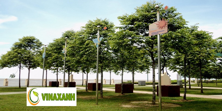 Cung Cấp Cây Xanh Quận 4 TPHCM
