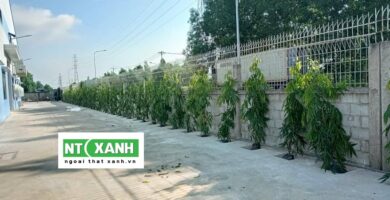 Dịch Vụ Trồng Cây Cảnh Tại Quận 3 TPHCM