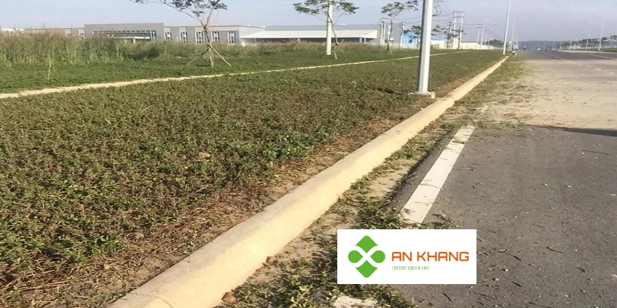 Dịch Vụ Trồng Cây Xanh KCN Bình Dương