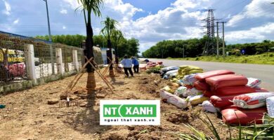 Dịch Vụ Trồng Cây Xanh Long An