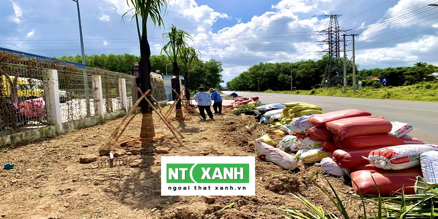 Dịch Vụ Trồng Cây Xanh Long An