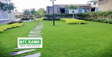 Dịch Vụ Trồng Cỏ Sân Vườn Ở Bình Dương