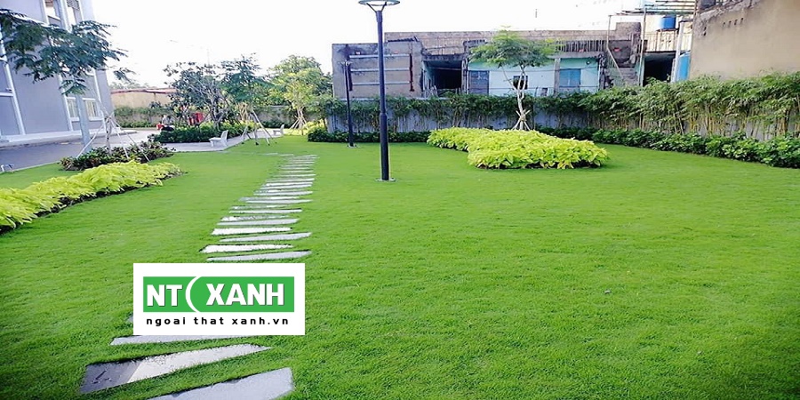 Dịch Vụ Trồng Cỏ Sân Vườn Ở Bình Dương