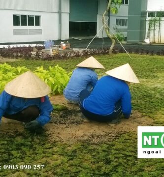 Dịch Vụ Trồng Cỏ Tại Trảng Bàng Tây Ninh
