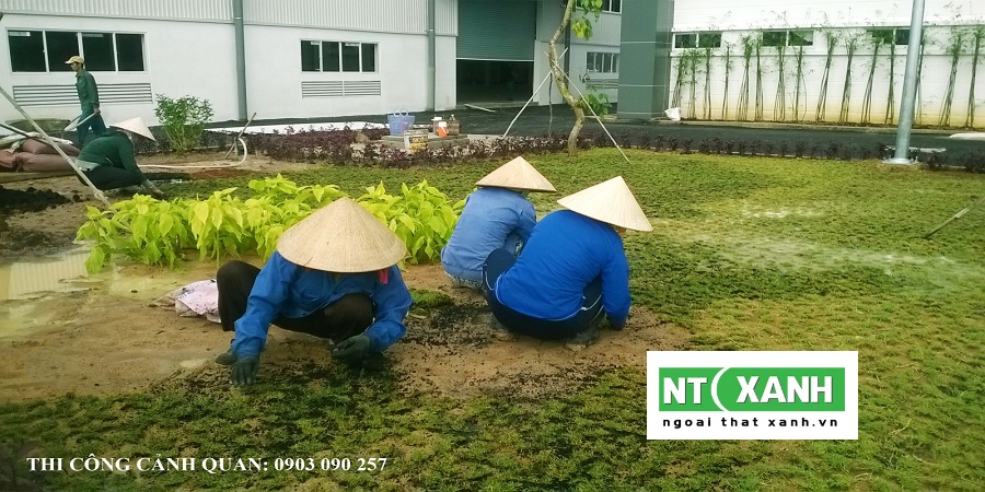 Dịch Vụ Trồng Cỏ Tại Trảng Bàng Tây Ninh