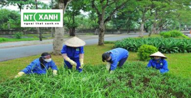 Dịch vụ trồng cây cảnh tại Dĩ An Bình Dương