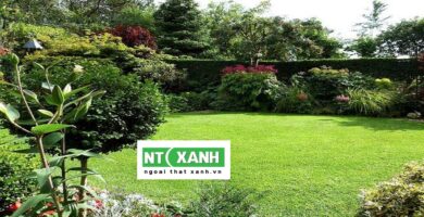 Dịch vụ trồng cỏ sân vườn ở quận 2 Tp.HCM