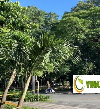 Trồng Cây Xanh Tại TPHCM