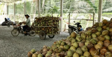 Nhà xuất khẩu dừa tươi từ Việt Nam