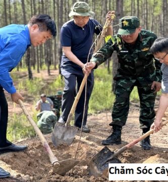 Chăm Sóc Cây Xanh Lâm Đồng