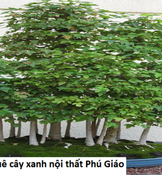 Cho thuê cây xanh nội thất Phú Giáo