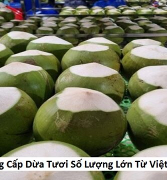 Cung Cấp Dừa Tươi Số Lượng Lớn Từ Việt Nam