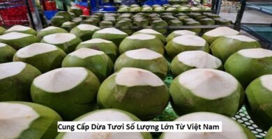 Cung Cấp Dừa Tươi Số Lượng Lớn Từ Việt Nam