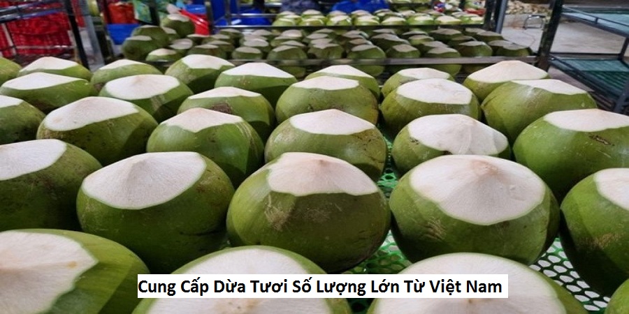 Cung Cấp Dừa Tươi Số Lượng Lớn Từ Việt Nam
