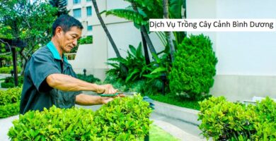 Dịch Vụ Trồng Cây Cảnh Bình Dương