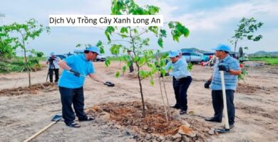 Dịch Vụ Trồng Cây Xanh Long An
