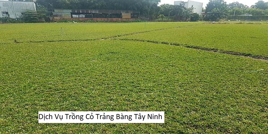 Dịch Vụ Trồng Cỏ Trảng Bàng Tây Ninh