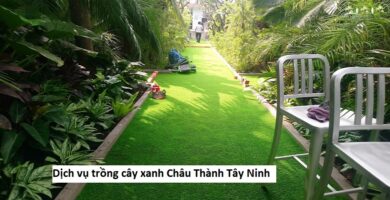 Dịch vụ trồng cây xanh Châu Thành Tây Ninh