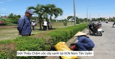 Giới Thiệu Chăm sóc cây xanh tại KCN Nam Tân Uyên