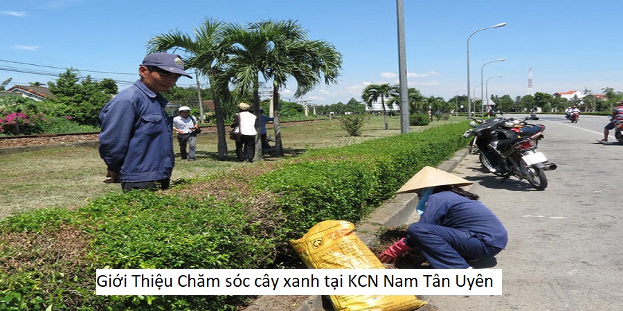 Giới Thiệu Chăm sóc cây xanh tại KCN Nam Tân Uyên