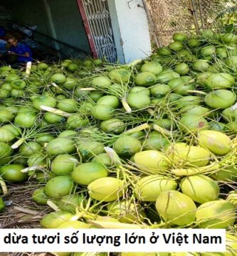 Nhà cung cấp dừa tươi số lượng lớn ở Việt Nam