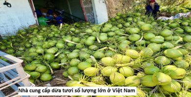 Nhà cung cấp dừa tươi số lượng lớn ở Việt Nam