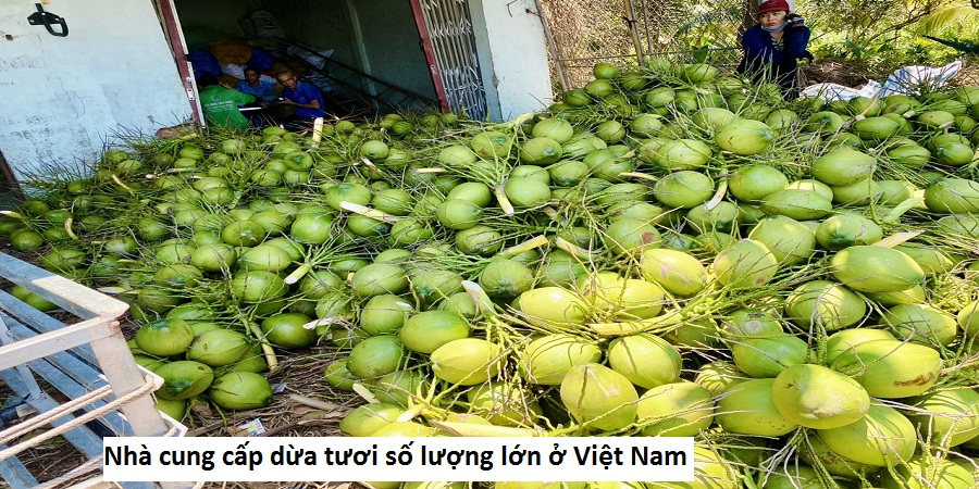 Nhà cung cấp dừa tươi số lượng lớn ở Việt Nam