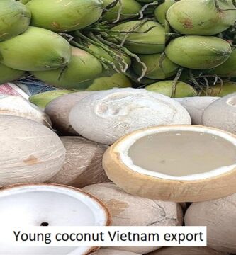 Young coconut Vietnam export
