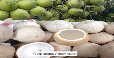 Young coconut Vietnam export