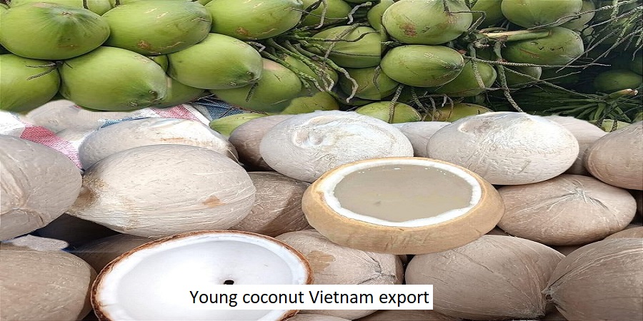 Young coconut Vietnam export