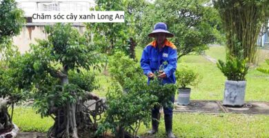 Chăm sóc cây xanh Long An