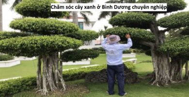 Chăm sóc cây xanh ở Bình Dương chuyên nghiệp