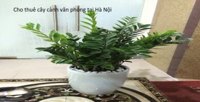 Cho thuê cây cảnh văn phòng tại Hà Nội