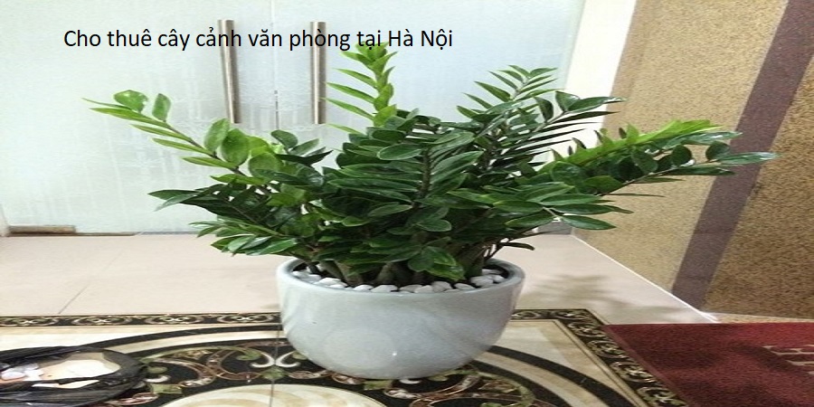 Cho thuê cây cảnh văn phòng tại Hà Nội