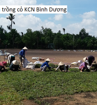 Dịch vụ trồng cỏ KCN Bình Dương