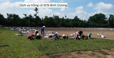 Dịch vụ trồng cỏ KCN Bình Dương