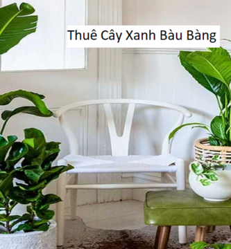 Thuê Cây Xanh Bàu Bàng
