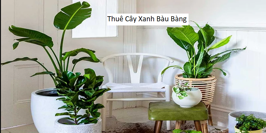 Thuê Cây Xanh Bàu Bàng
