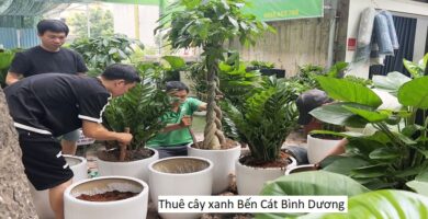 Thuê cây xanh Bến Cát Bình Dương