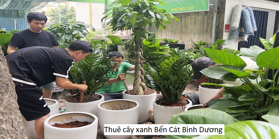 Thuê cây xanh Bến Cát Bình Dương