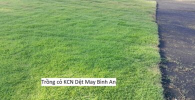 Trồng cỏ KCN Dệt May Bình An