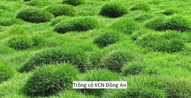 Trồng cỏ KCN Đồng An